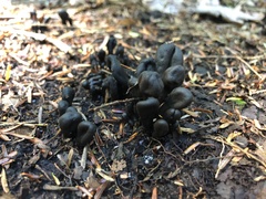 Geoglossum