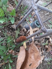 Papilio multicaudata