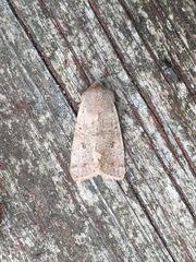 Orthosia hibisci