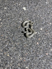 Tropidoclonion lineatum