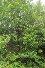 Lacmellea edulis