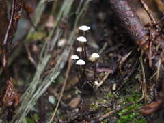 Marasmius rotula