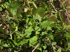 Sida rhombifolia