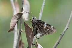 Codatractus arizonensis