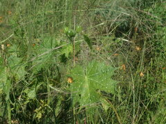 Cnidoscolus angustidens