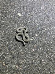 Tropidoclonion lineatum