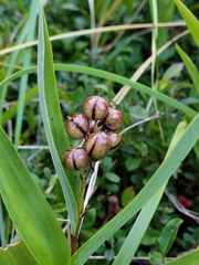 Maianthemum stellatum