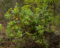 Acrisione denticulata