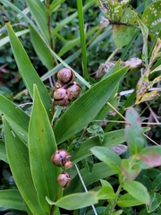 Maianthemum stellatum