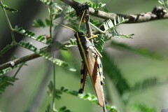 Schistocerca albolineata