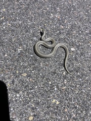 Tropidoclonion lineatum