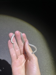 Tropidoclonion lineatum