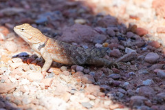 Sceloporus uniformis