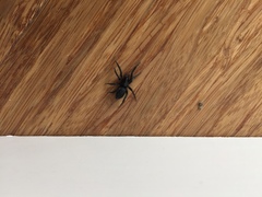 Gnaphosidae