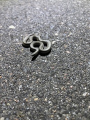 Tropidoclonion lineatum