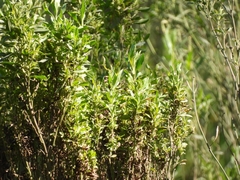 Baccharis salicifolia