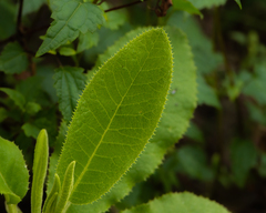 Acrisione denticulata