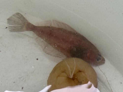 Slender sole (Lyopsetta exilis) — Pleuronectidae — 2