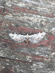 Eupithecia ravocostaliata