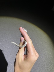 Tropidoclonion lineatum