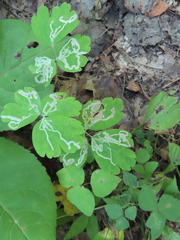 Aquilegia canadensis