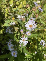 Symphyotrichum chilense