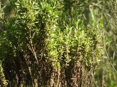 Baccharis salicifolia