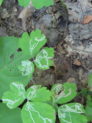 Aquilegia canadensis