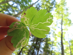 Phytomyza minuscula group