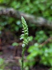 Spiranthes ovalis erostellata