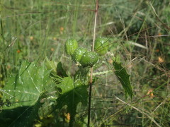 Cnidoscolus angustidens