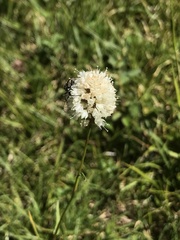 Bistorta bistortoides