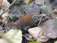 Thryophilus rufalbus