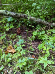 Spiranthes ovalis erostellata