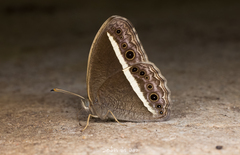 Mycalesis annamitica