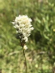 Bistorta bistortoides