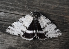 Catocala relicta