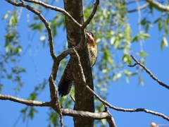 Colaptes melanochloros