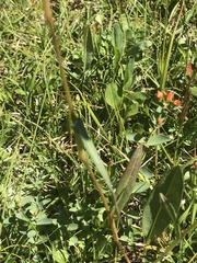 Bistorta bistortoides