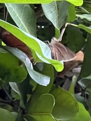 Asbolis capucinus