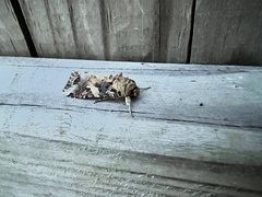 Spodoptera latifascia