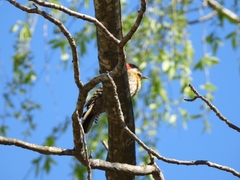 Colaptes melanochloros