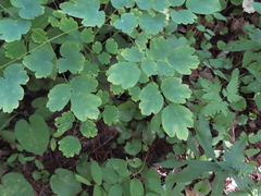 Thalictrum dioicum
