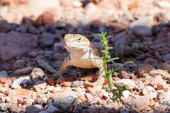 Sceloporus uniformis