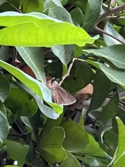 Asbolis capucinus