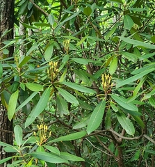 Rhododendron maximum