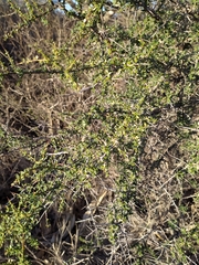 Condalia microphylla