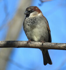 Passer domesticus domesticus