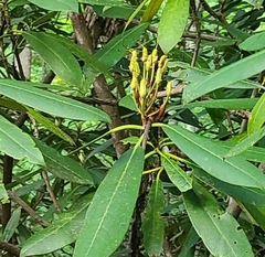 Rhododendron maximum