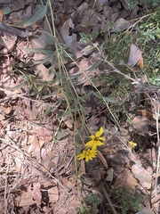Helianthus gracilentus